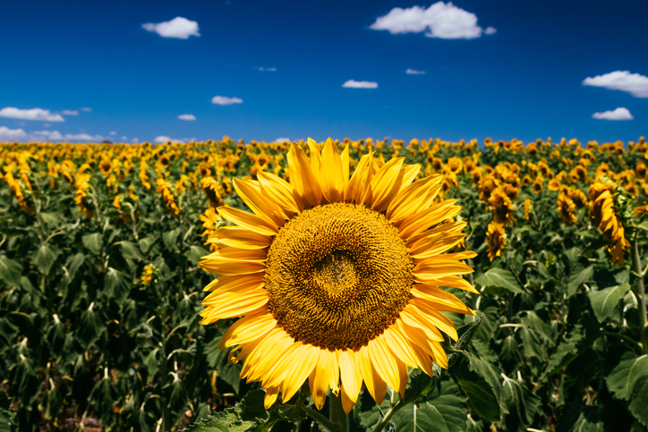 sunflower in a field with clear skies