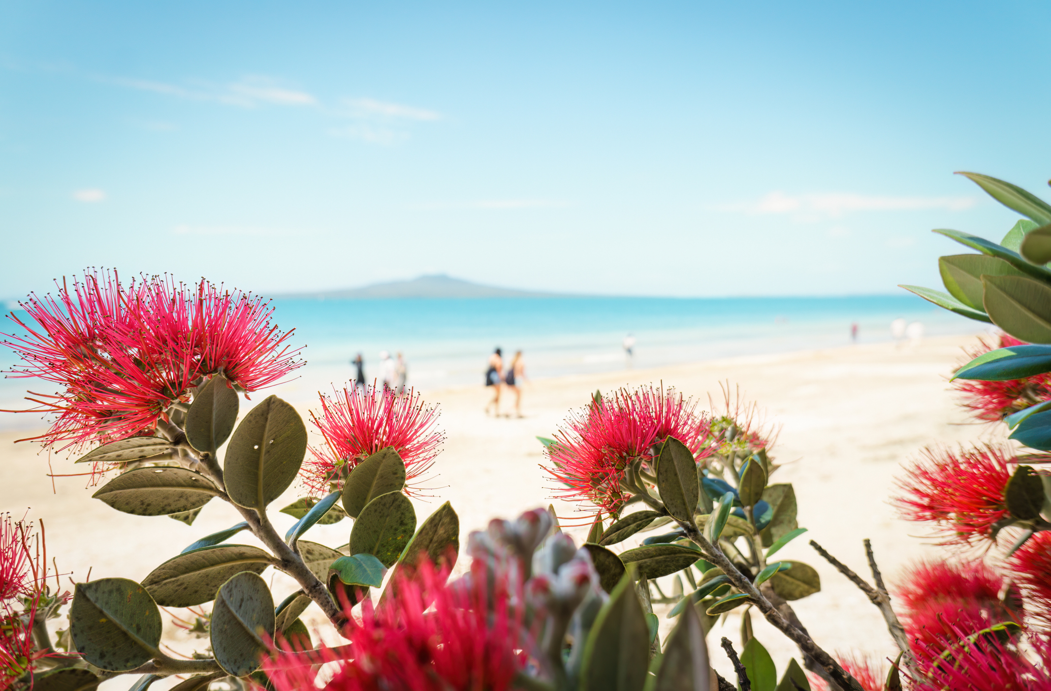 Pohutukawa blooms framing Rangitoto Island. Unrecognizable people walking on the beach. Takapuna Beach. Auckland.